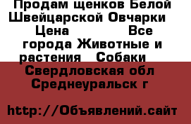 Продам щенков Белой Швейцарской Овчарки  › Цена ­ 20 000 - Все города Животные и растения » Собаки   . Свердловская обл.,Среднеуральск г.